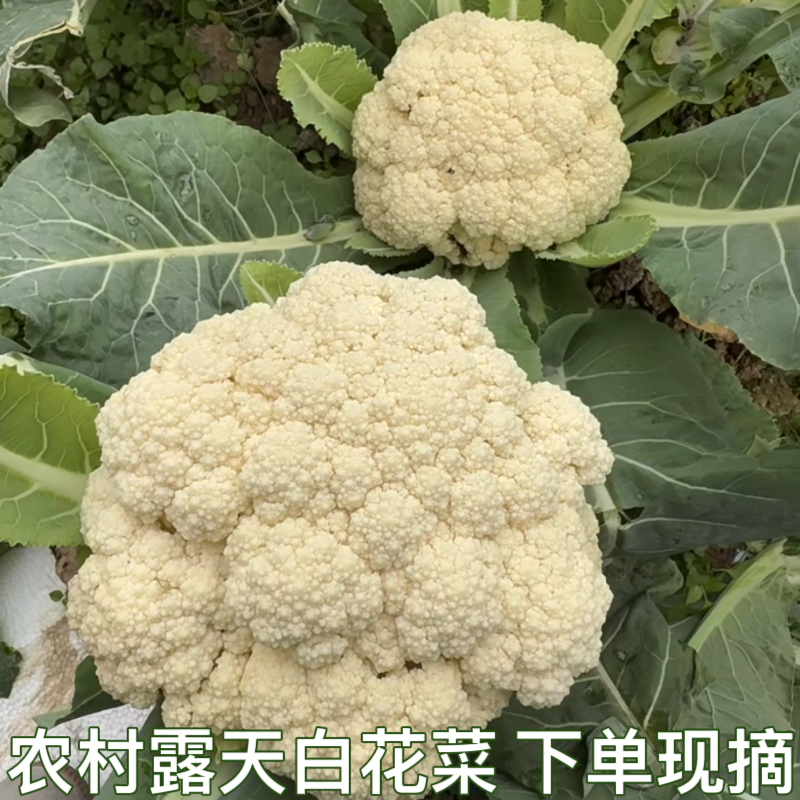 新鲜白花菜现摘5斤装农家菜花散菜花花菜花椰菜花时令蔬菜白花菜